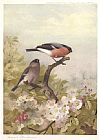 Archibald Thorburn Canvas Paintings - Cock and Hen Bullfinches